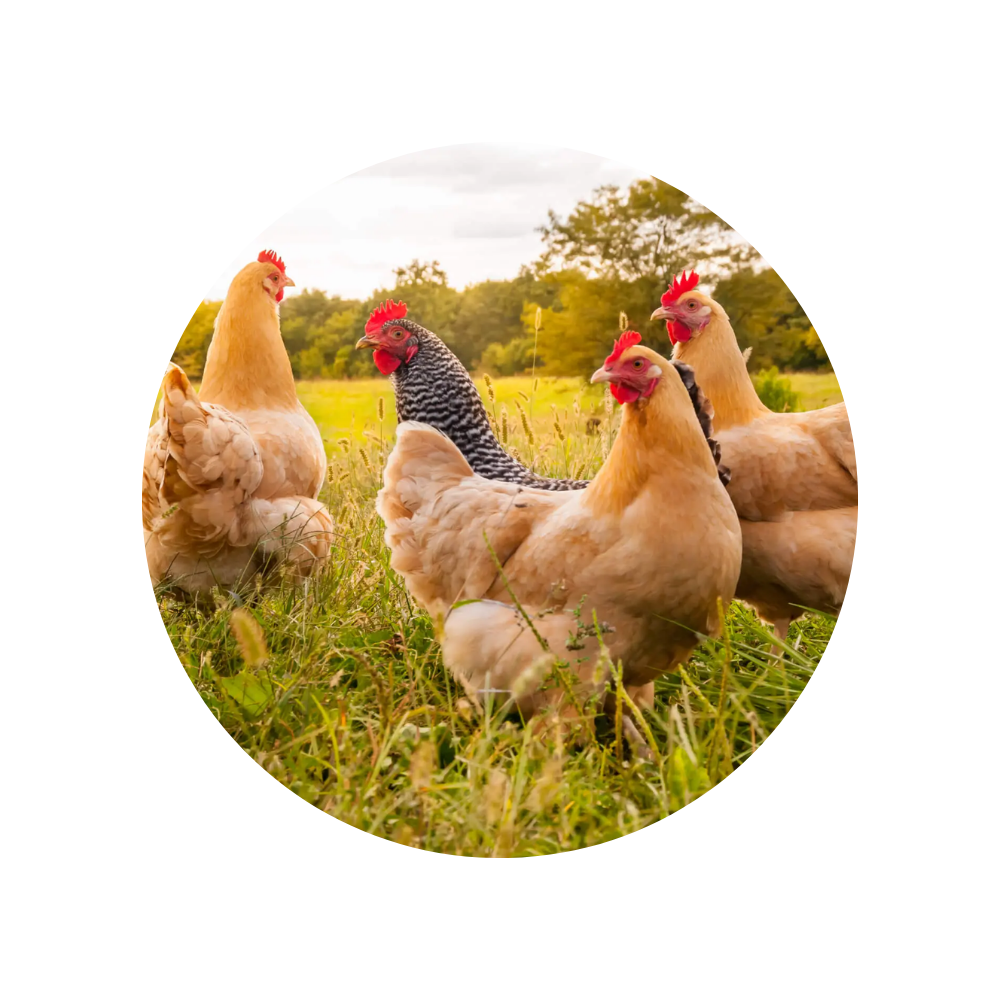 Huevos gallina libre pastoreo