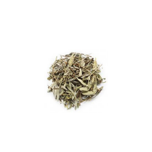 Salvia